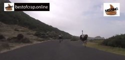 An angry Ostrich Races Up Behind A Group Of Cyclists Absolutely HILARIOUS