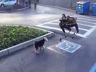 Real Dog VS Robot Dog