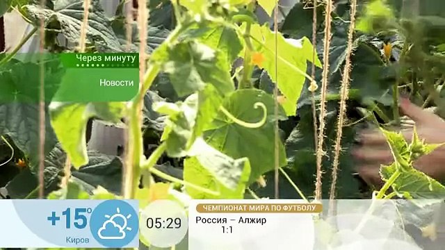 Урожай огурцов