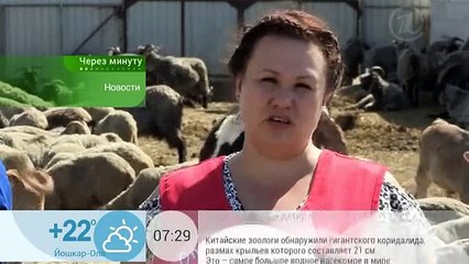 Как успокоить козу и повысить надои