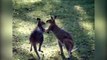 Kangaroos Takes On Each Other