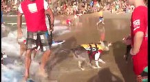 Surfing Dog competition, Australia