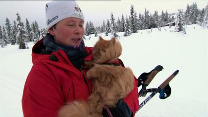Jesper the cat on a skiing trip in Norway 02/2016