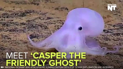 Newly-Discovered Octopus Nicknamed "Casper The Friendly Ghost"