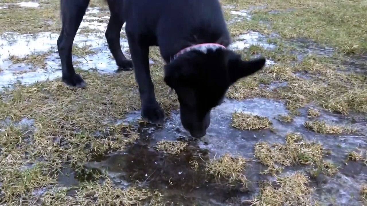 Dog Experiences Ice For The First Time