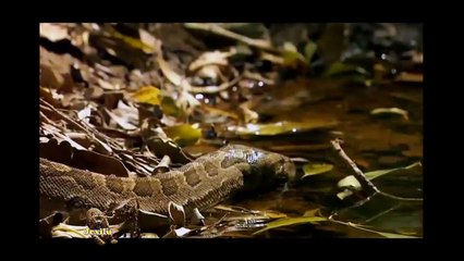 Python gigante Africana, abraço mortal, Python atacando