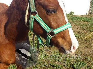 CUENTO ECHO POR MI DE UNA YEGUA BLANCA CON UNA CHICA