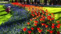 Walking in a Fantastic tulips garden Keukenhof in Holland
