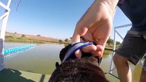 Slow Motion GoPro Dog Jumps Into Lake