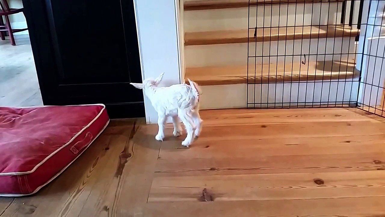 Chiot. Petit chevreau. Petits sauts. Invitation au jeu. Pas de danse ! Et tout est dit.