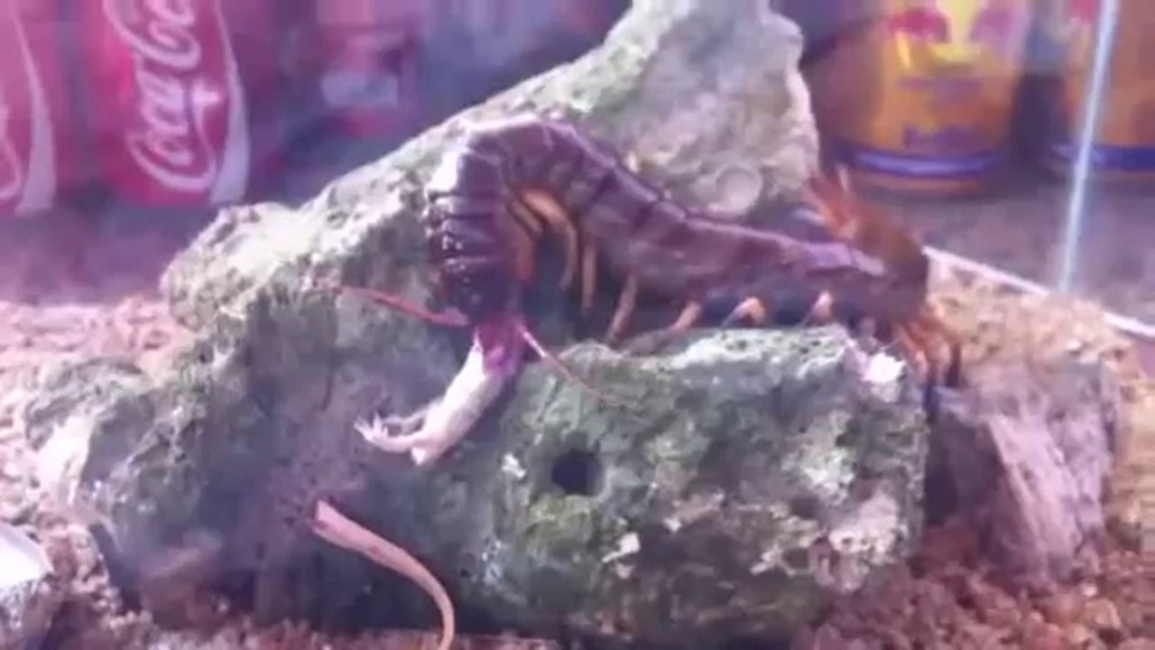 Centipede Bite ...Unbelievable