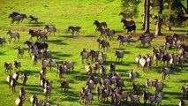 Wild Horses ! Where horses live ! The amazing horses videos with beautiful music.!Must Watch