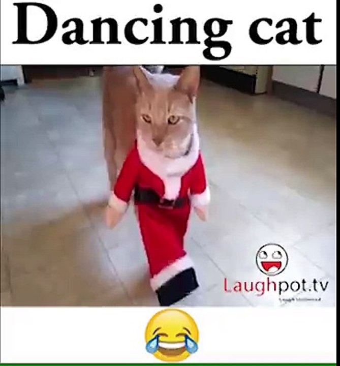 Dancing cat