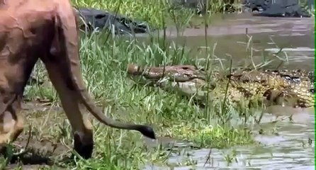 Erkek Aslan mı Timsah mı