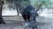 Rhino Kill Pitiful Wild Boar - Wild Animals Attack