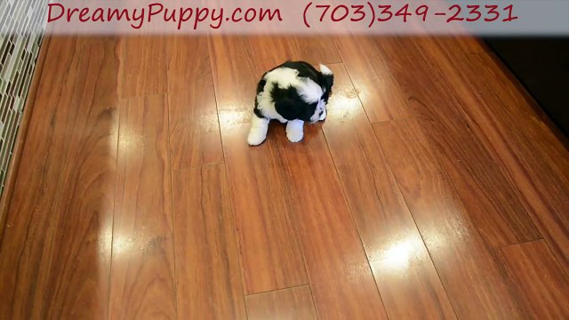 Dreamy Puppy Teddy Bear Boy - Dreamy Puppy Investigation