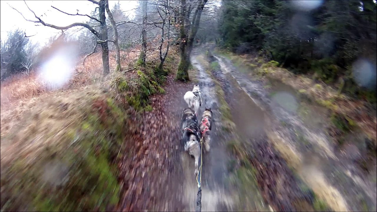 entraînement chiens de traineaux un peu dangereux