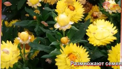 Цмин выращивание и уход