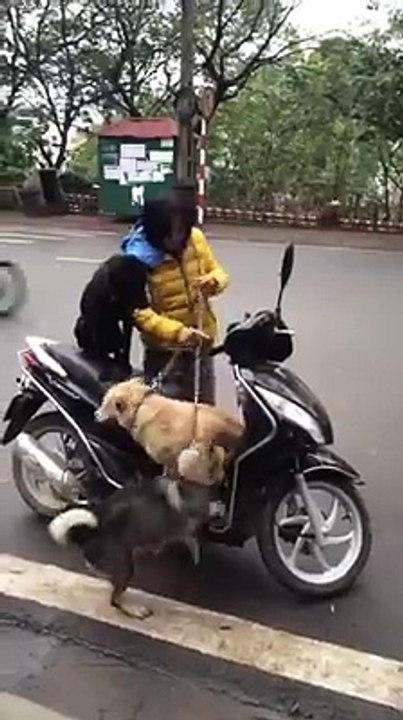 Super true....!!!! -Dogs on bike