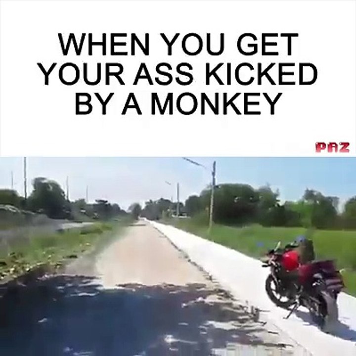 Monkey Vs Human