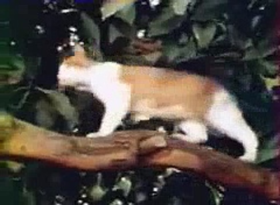 Waldo Kitty générique du dessin animé  Meilleurs Dessins Animés