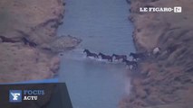 Des chevaux sauvages échappent à un feu de prairie