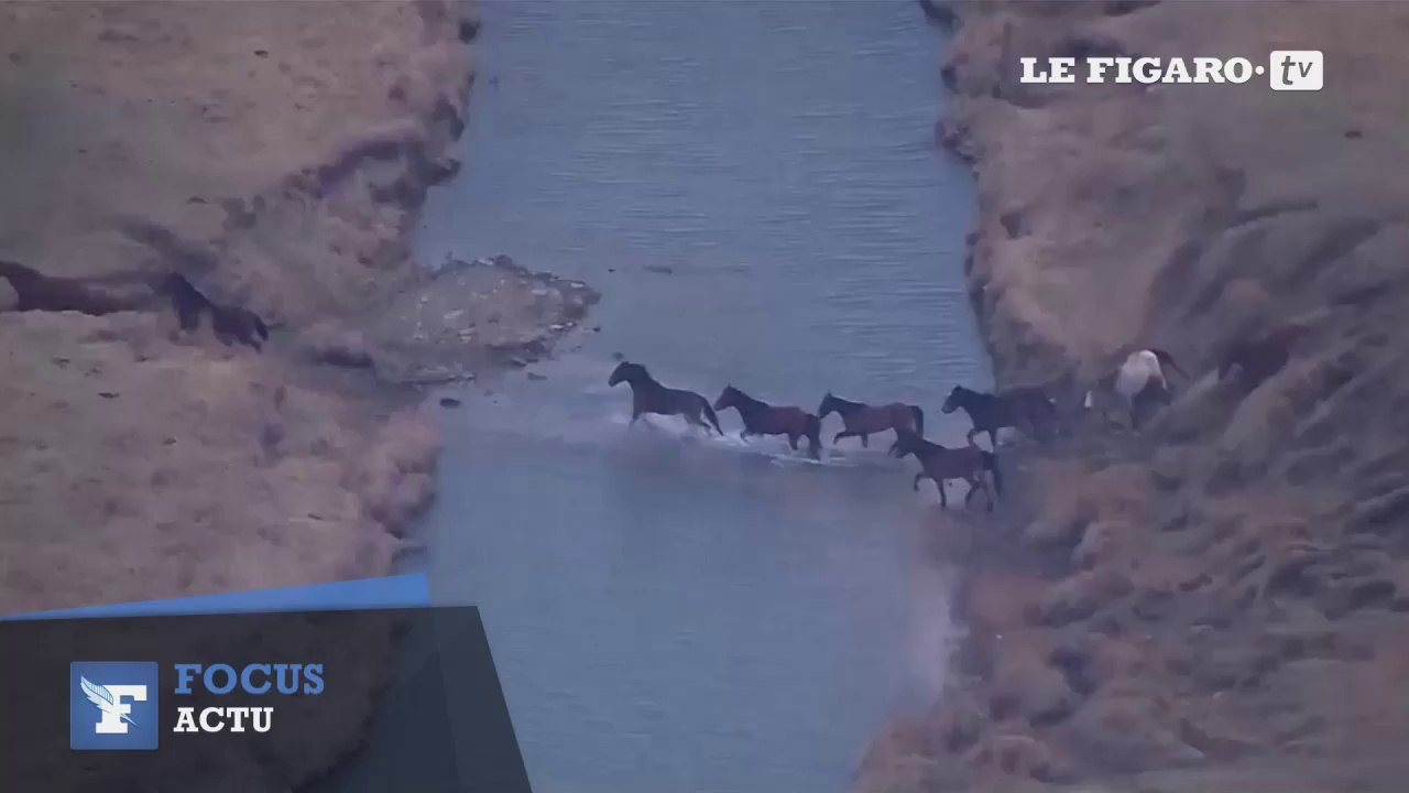 Des chevaux sauvages échappent à un feu de prairie