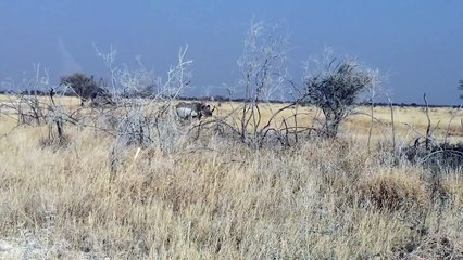 Un rhinocéros très en colère charge une voiture