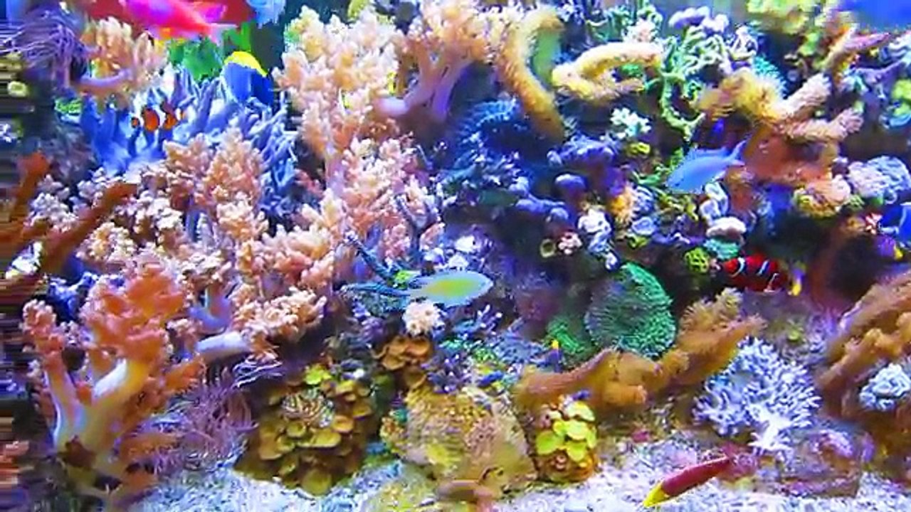 Dormero Rotes Ross Reef Aquarium June 2013