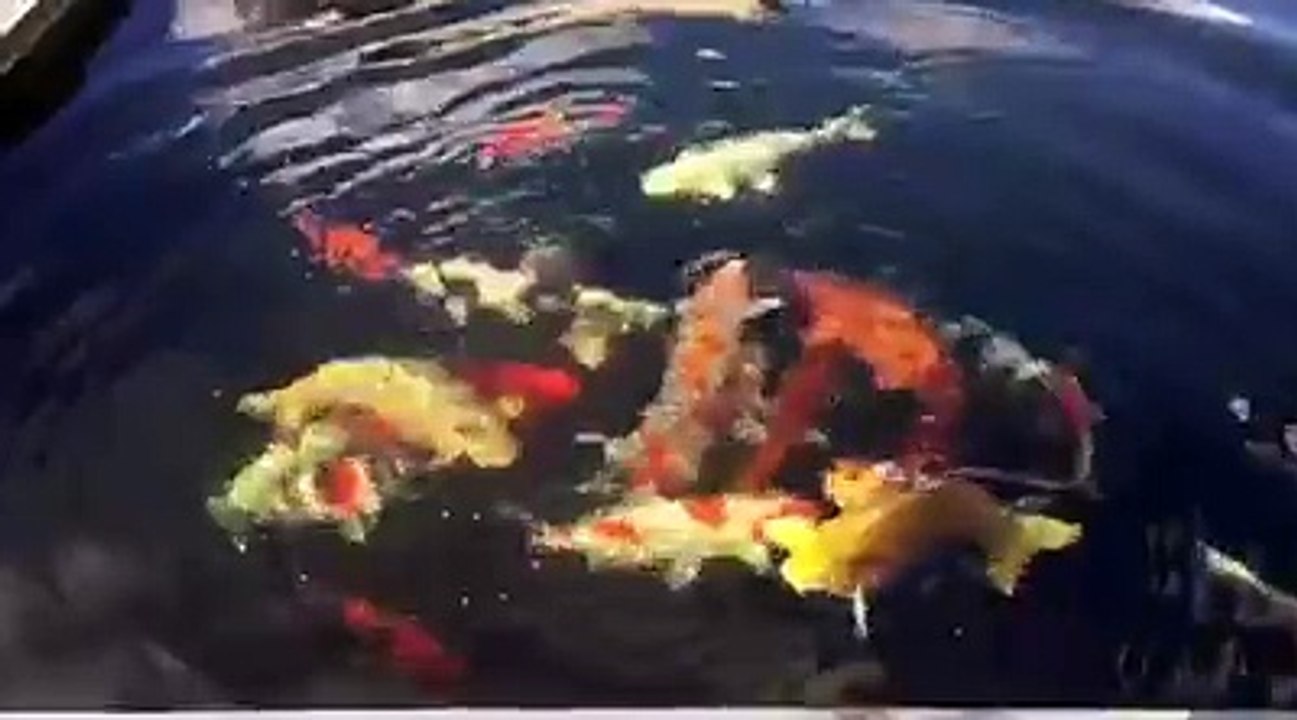 koi