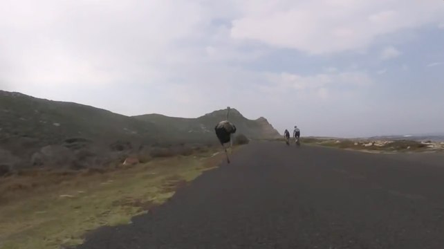 Des cyclistes chassés par une autruche en Afrique du Sud