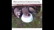 Un raton laveur affamé boit son lait en apnée