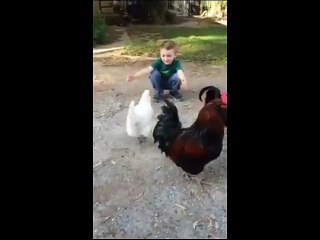 Download Video: Amitié entre une poule et un enfant. Tellement mignon