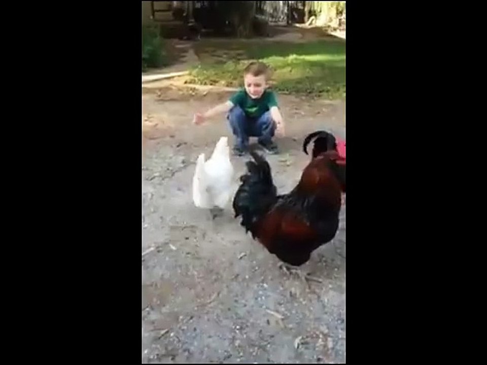 Amitié entre une poule et un enfant. Tellement mignon