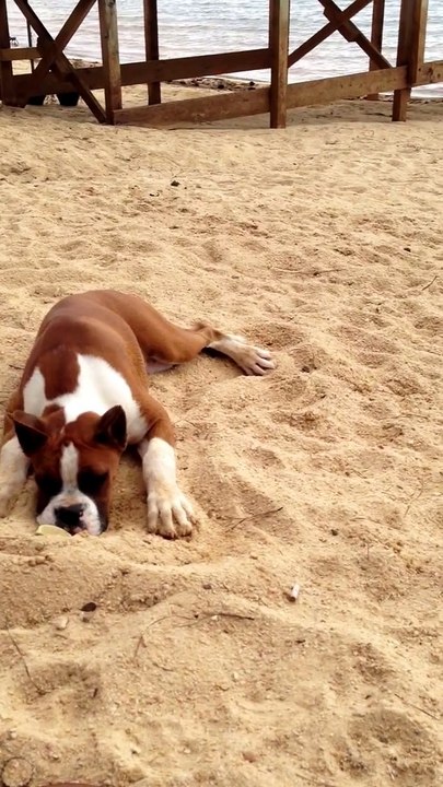 Quand un jeune chien goutte du citron pour la première fois. Réaction hilarante