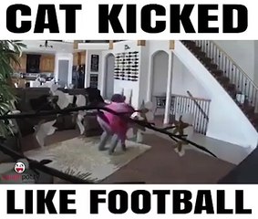 Cat Kicked Liked Football