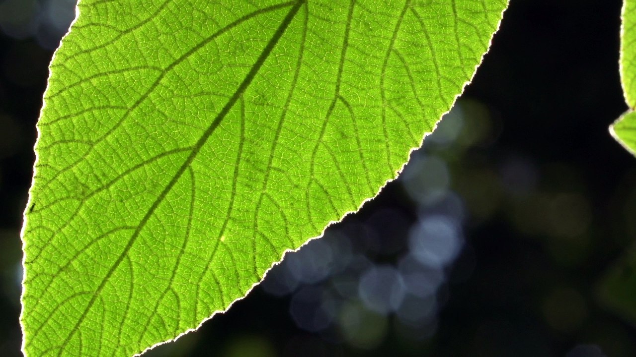 Backlit Leaf