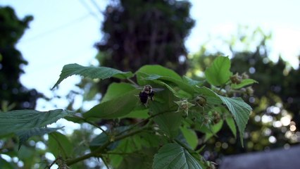 Bumble Bee and Bush 3
