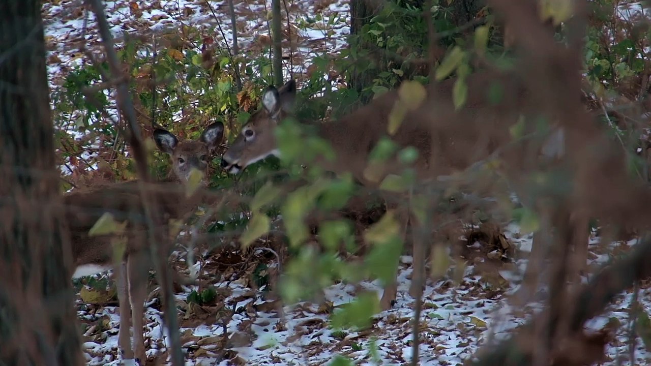 Doe and Fawns in Woods