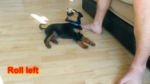 Rottweiler puppy tricks (8 week old puppy)