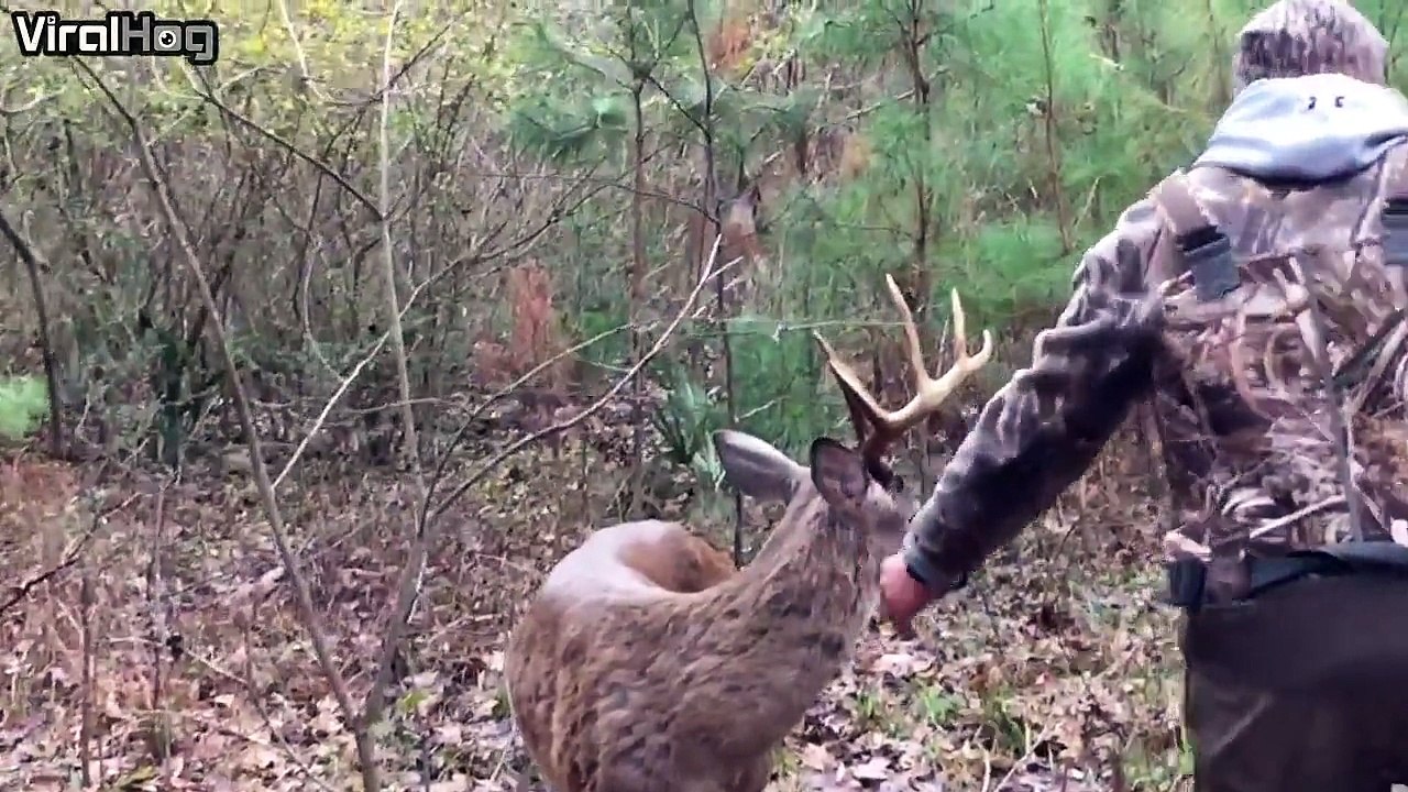 the weird deer