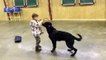 Black German Shepherd, A Boy, A Bad Guy, Protection Dog For Sale, Gunner