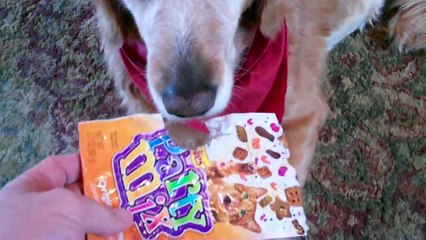 Denver Official Guilty Dog Video www.facebook.com-guiltydog