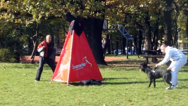 Cane Corso vs Rottweiler vs Malinois vs German Shepherd BITEWORK (Protection training)