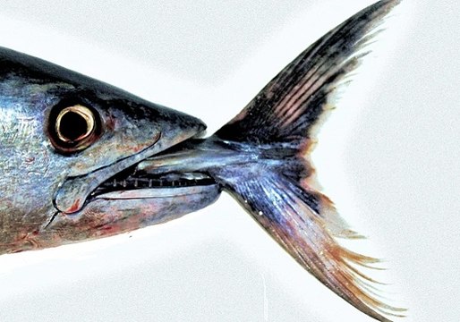 단폴가능놀이터 『＂Supercar123.Com 가입코드: 6623＂』 해외토토먹튀