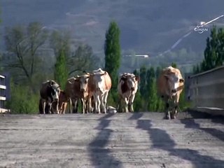 Devletin yapamadığı köprüyü vatandaş yaptı, köylü azgın sulardan kurtuldu