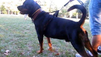 Rottweiler BITEWORK-Protection training (Avox)