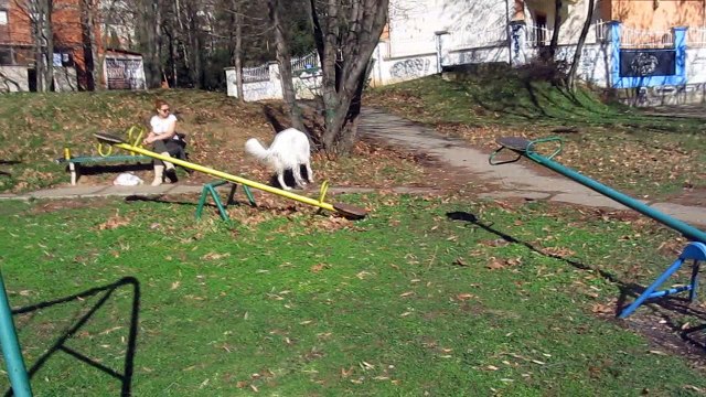 Rottweiler VS Borzoi (Russian wolfhound)