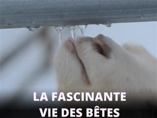 La vidéo du mois : la chèvre-qui-mangeait-de-la-glace