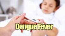 Dengue Fever Symptoms, Causes, and Treatments || Cure Fever Tips